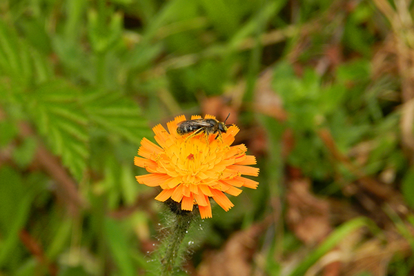 Biene auf oranger Blüte