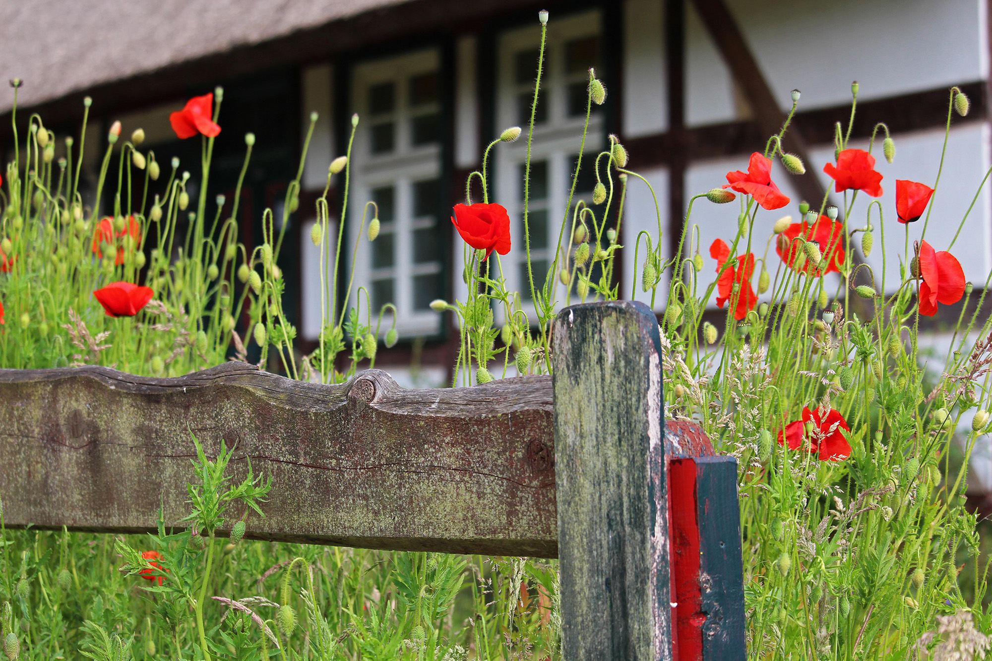 Mohnblumen 2