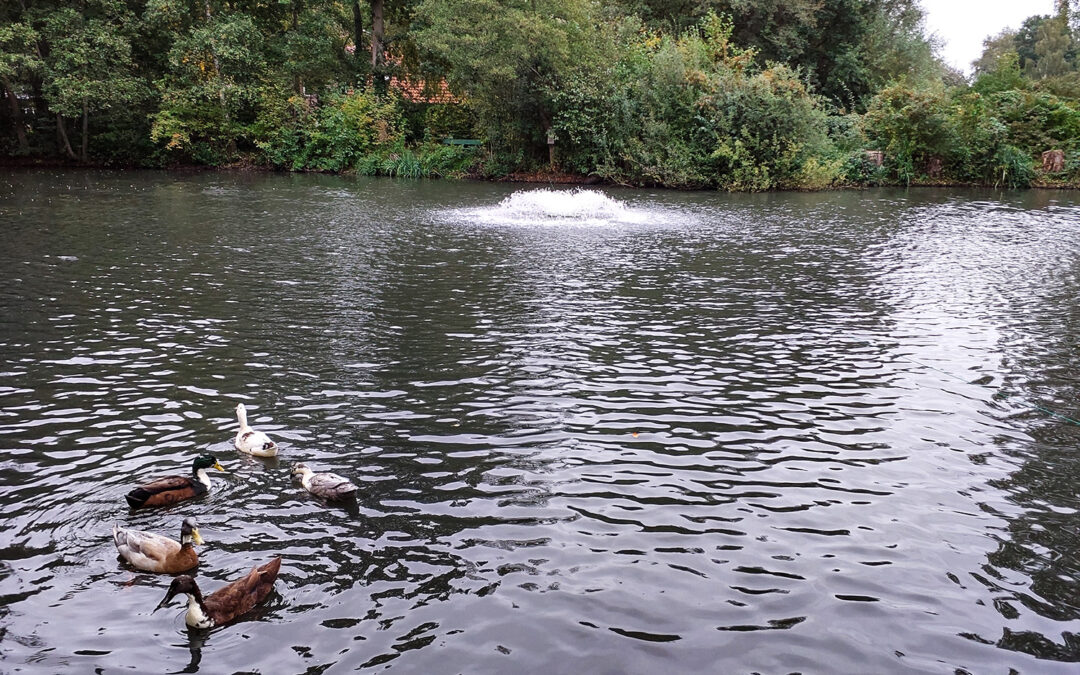 Teich mit Enten und Belüftungsanlage